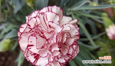 三十岁生日的顺遂花语是什么?哪些花寓意三十顺遂?