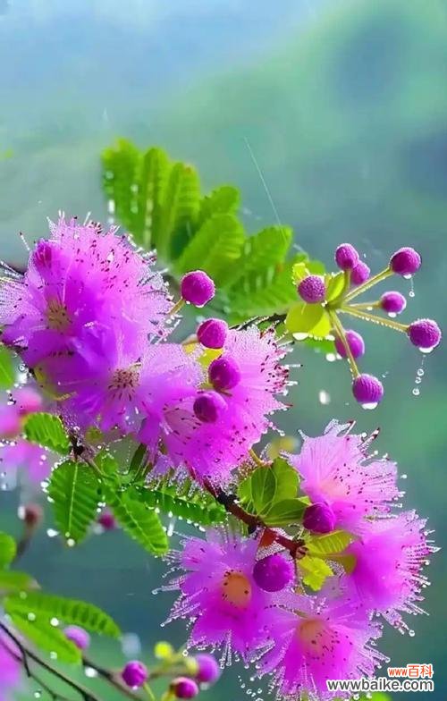 花的寓意能象征成功吗?成功花的花语有哪些?