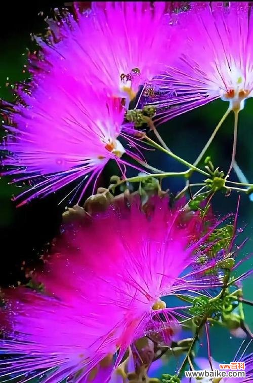 花的寓意能象征成功吗?成功花的花语有哪些?