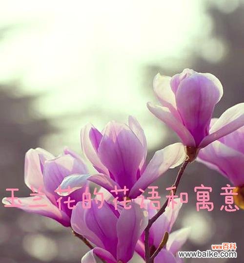 花的寓意能象征成功吗?成功花的花语有哪些?