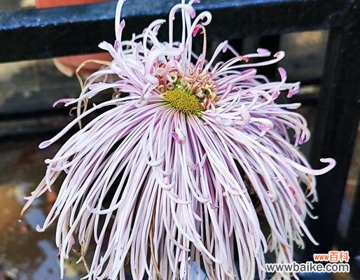 财富祝福寓意的花是什么花?它们象征着什么?