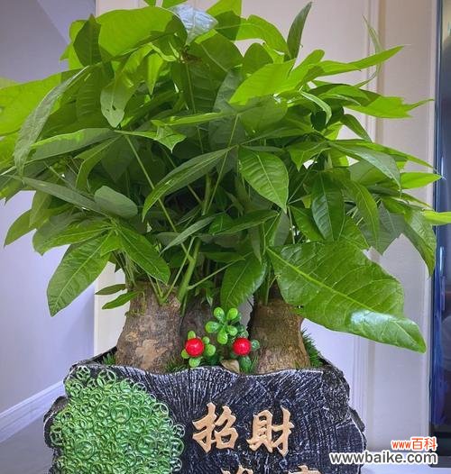 财富祝福寓意的花是什么花?它们象征着什么?