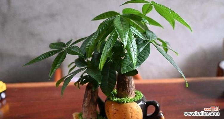 财富祝福寓意的花是什么花?它们象征着什么?