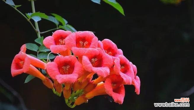 红色凌霄花的花语是什么?它在传统中象征着什么?