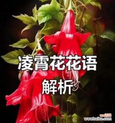 红色凌霄花的花语是什么？它在传统中象征着什么？