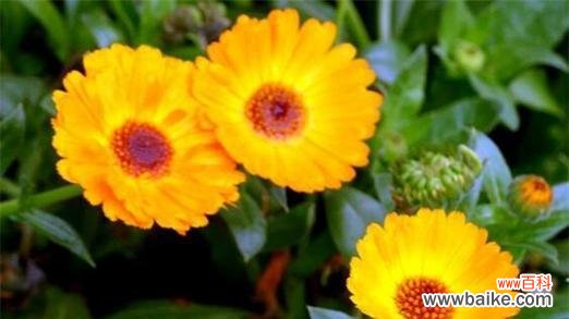 橙黄色的花语是什么?橙子黄色的花代表什么?