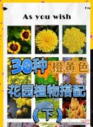 橙黄色的花语是什么？橙子黄色的花代表什么？