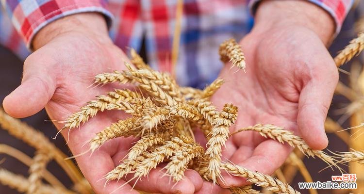 麦穗在手捧花中象征着什么?