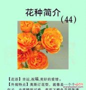 花语传说中的花语是什么意思？