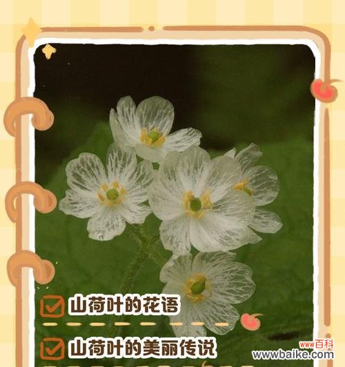 花语传说中的花语是什么意思?