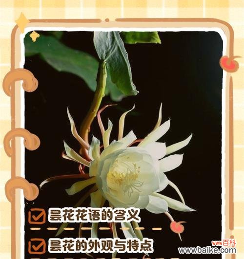 花语传说中的花语是什么意思?