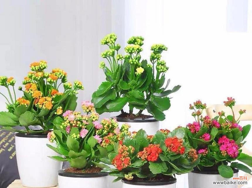 哪些花象征健康?如何选择寓意健康的花卉?