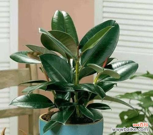 哪些花象征健康?如何选择寓意健康的花卉?