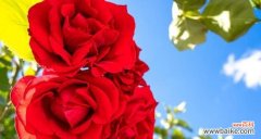 红色花代表什么寓意？红色花卉的象征意义是什么？