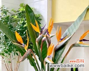 探寻天堂鸟花的深层寓意 天堂鸟花的寓意与美丽