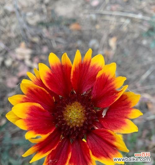 以天人菊花语为主题的花卉文化探索 天人菊花语的美丽传说