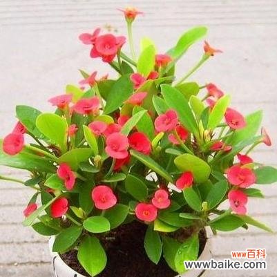 揭开铁海棠的神秘面纱,了解其象征意义与风水作用 铁海棠的寓意与象征风水