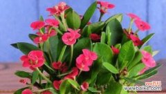 揭开铁海棠的神秘面纱，了解其象征意义与风水作用 铁海棠的寓意与象征风水