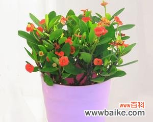 揭开铁海棠的神秘面纱,了解其象征意义与风水作用 铁海棠的寓意与象征风水