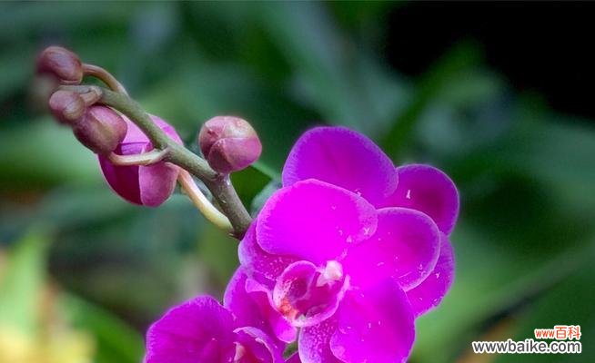 揭开蝴蝶兰的花语之谜,传达爱与祝福 探寻蝴蝶兰花语的美丽之谜