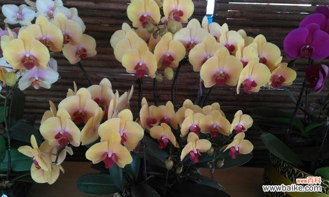 揭开蝴蝶兰的花语之谜,传达爱与祝福 探寻蝴蝶兰花语的美丽之谜