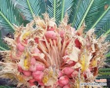 顽强生命的奇迹与梦想的实现 以铁树开花，勇往直前