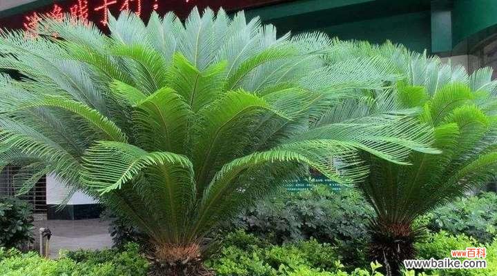 铁树花语深情表达,唤起内心的力量 铁树花语