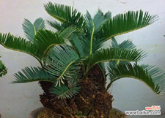 铁树花语的魅力与寓意,展现生命的无尽力量 铁树花语