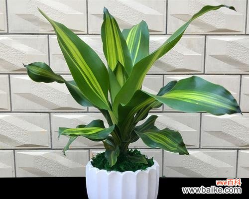 铁树花语的魅力与寓意,展现生命的无尽力量 铁树花语