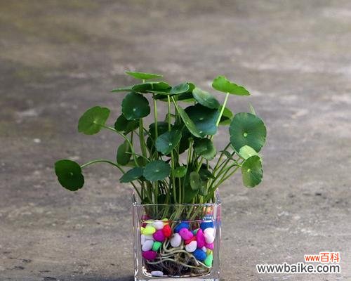 探寻铜钱草的美好寓意和象征 铜钱草的寓意与象征意义