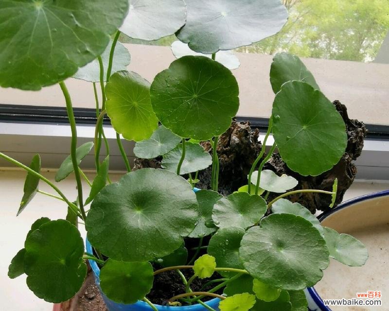 探寻铜钱草的美好寓意和象征 铜钱草的寓意与象征意义