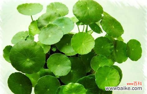 探寻铜钱草的美好寓意和象征 铜钱草的寓意与象征意义