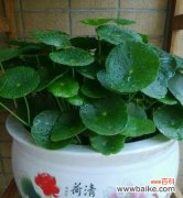 探索铜钱草的象征意义和传达的情感 铜钱草的寓意与花语