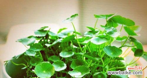 探索铜钱草的象征意义和传达的情感 铜钱草的寓意与花语