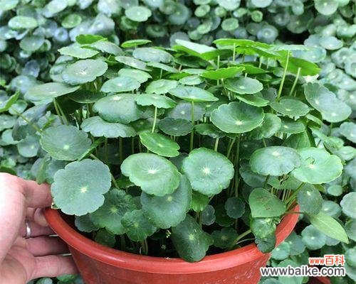 探索铜钱草的象征意义和传达的情感 铜钱草的寓意与花语