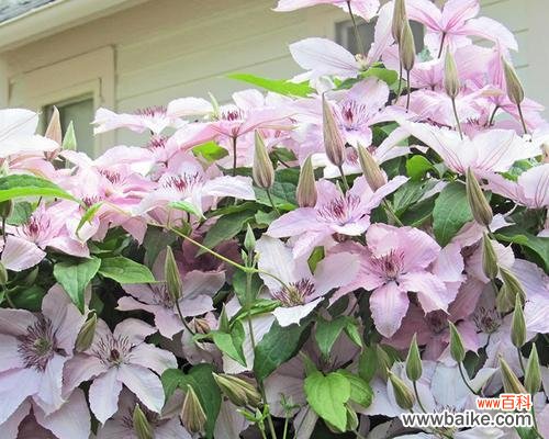 寓意美好的铁线莲花语及其传承 铁线莲的花语