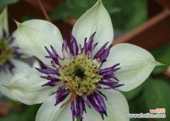 寓意美好的铁线莲花语及其传承 铁线莲的花语