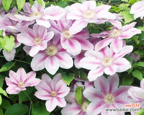 寓意美好的铁线莲花语及其传承 铁线莲的花语