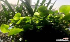 铁线蕨花语与坚韧不拔、独立自强的品质 铁线蕨花语——勇敢面对困境的象征