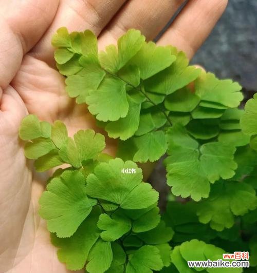 铁线蕨花语与坚韧不拔、独立自强的品质 铁线蕨花语——勇敢面对困境的象征