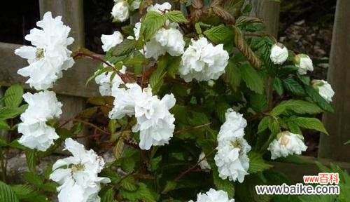 传说中的荼蘼花是如何诞生的？ 荼蘼花