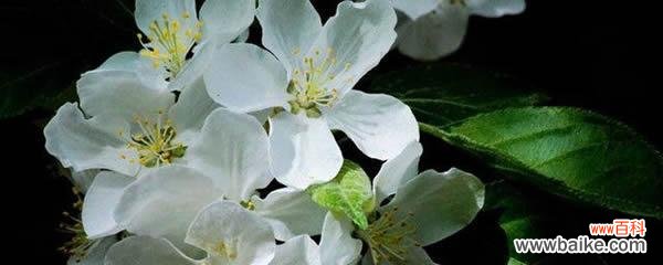 传说中的荼蘼花是如何诞生的？ 荼蘼花