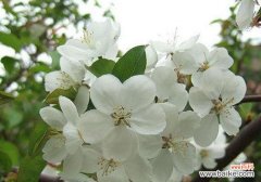 以荼蘼的寓意为主题，让我们一同领悟生命的坚韧与爱的执着 荼蘼花开，寄托情思