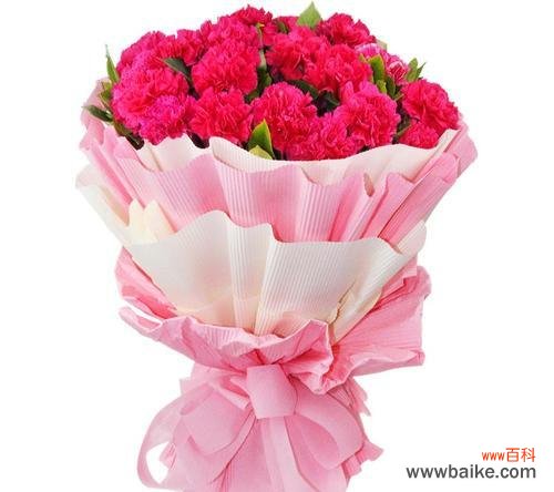 探索康乃馨的柔美与坚韧 粉色康乃馨的寓意及象征意义