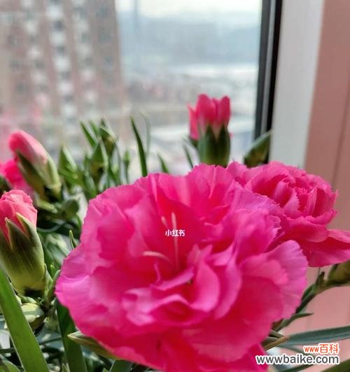 康乃馨花语传递的爱与关怀 康乃馨花语中的粉色美好