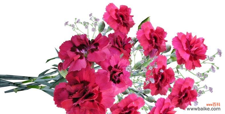 一朵花的浪漫 粉色康乃馨的美丽与寓意