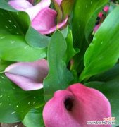 探寻马蹄莲花的花语之美 粉色马蹄莲花语