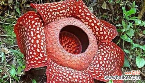 探寻粉色曼陀罗花的寓意和传承 粉色曼陀罗的花语——爱与美的象征