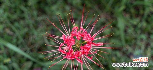探寻粉色曼陀罗花的寓意和传承 粉色曼陀罗的花语——爱与美的象征