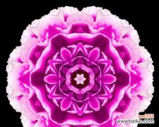 探寻粉色曼陀罗花的寓意和传承 粉色曼陀罗的花语——爱与美的象征